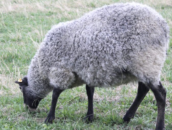 Gotland Sheep ram