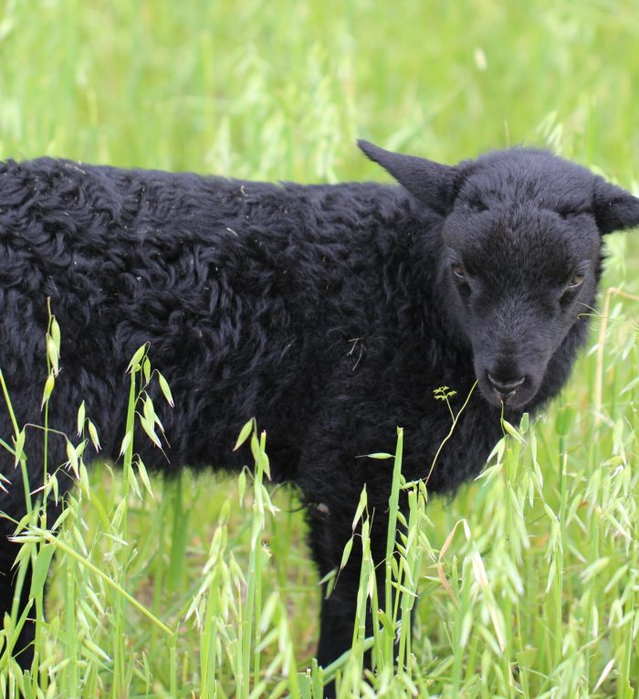 Gotland Sheep lamb