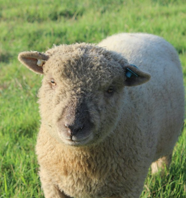 Babydoll Southdown ram lamb
