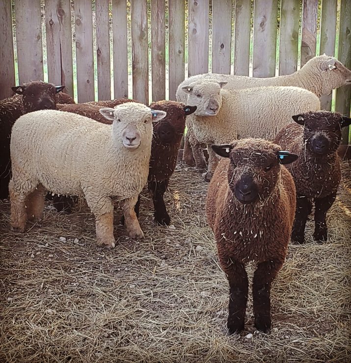 Babydoll Southdown sheep & lambs
